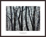 W---Frosted-Forest-(Evjue-Pine-Forest)---Color