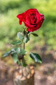 A Single Cut Rose, Upright in a Stump