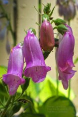 Three Purple Hosta Flowers